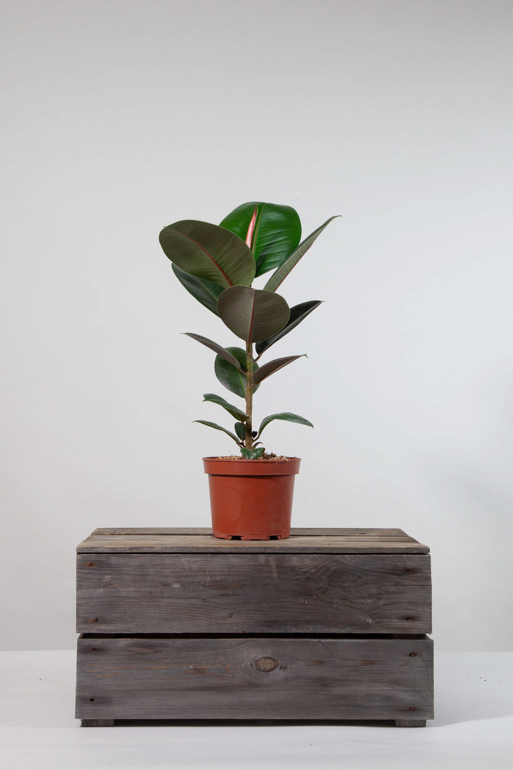 files/IndoorPlants-StudioShots13.11.2023-379.jpg